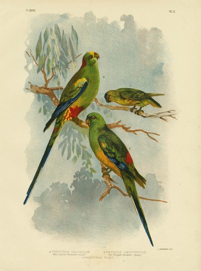 Many-Colored Parakeet, 1891 by Gracius Broinowski